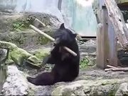 The Ninja Bear
