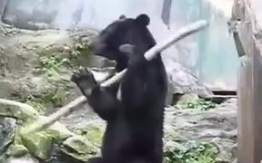 The Ninja Bear - Animals - Videotime.com