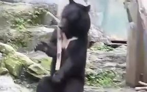 The Ninja Bear