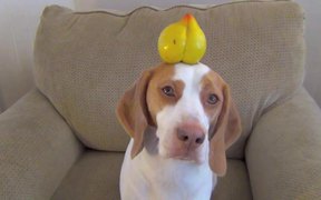 This Dog Balances Everything - Animals - VIDEOTIME.COM