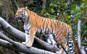 Siberian Tiger - Animals - VIDEOTIME.COM
