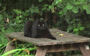Black Cat Jumps Off Table - Animals - VIDEOTIME.COM