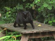 Black Cat Jumps Off Table