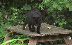 Black Cat Jumps Off Table - Animals - VIDEOTIME.COM