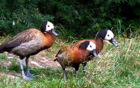 White-Faced Whistling Ducks - Animals - VIDEOTIME.COM