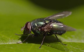 Fly on Leaf - Animals - VIDEOTIME.COM