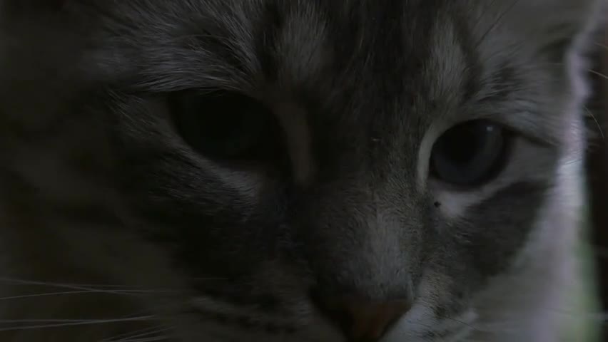 Closeup of Cat UHD