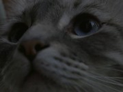 Closeup of Cat UHD