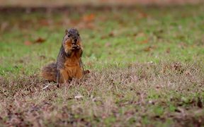 Squirrel Explores and Eats - Animals - VIDEOTIME.COM