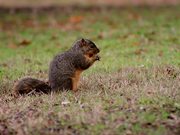 Squirrel Explores and Eats