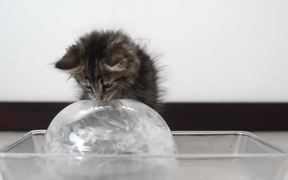 Cats Enjoying An Ice Ball - Animals - VIDEOTIME.COM