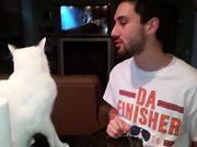 Cat Punches Owner In Face