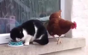 Chicken Vs Cat - Animals - VIDEOTIME.COM