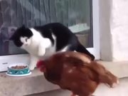 Chicken Vs Cat