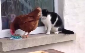 Chicken Vs Cat - Animals - VIDEOTIME.COM