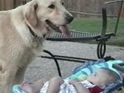 Cute Dogs And Babies