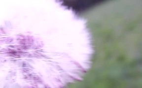 Dandelion Nature Clip