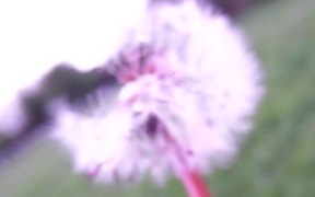Dandelion Nature Clip - Fun - VIDEOTIME.COM