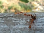 Ants Carrying Dead Spider