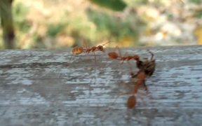 Ants Carrying Dead Spider - Animals - VIDEOTIME.COM