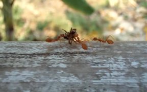 Ants Carrying Dead Spider - Animals - VIDEOTIME.COM