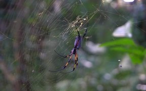 Red-Legged Golden Orb-Web Spider - Animals - VIDEOTIME.COM