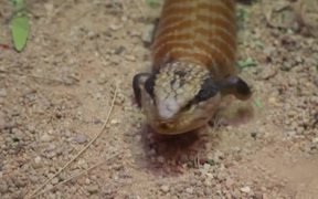 Blue Tongued Lizard - Animals - VIDEOTIME.COM