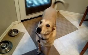 Dog Is Excited For Food - Animals - VIDEOTIME.COM