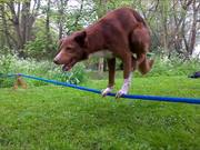 Handstand On Tightrope Dog