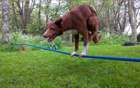 Handstand On Tightrope Dog - Animals - VIDEOTIME.COM