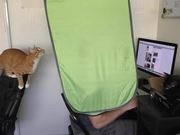 How To Survive Working With Cats