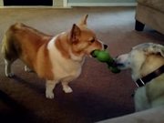 Lab Mix Outsmarts Corgi For His Toy