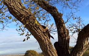 This Dog Climbs Trees - Animals - VIDEOTIME.COM