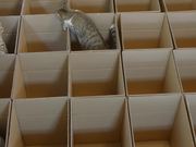 9 Cats With 20 Boxes