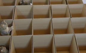 9 Cats With 20 Boxes - Animals - VIDEOTIME.COM