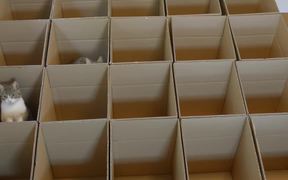 9 Cats With 20 Boxes - Animals - VIDEOTIME.COM