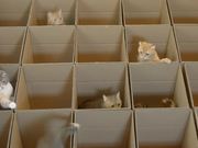 9 Cats With 20 Boxes