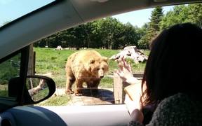 Bear Makes A Great Catch - Animals - VIDEOTIME.COM