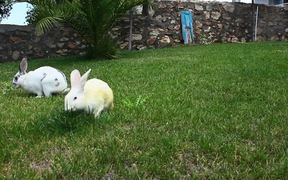 Rabbits Eating - Animals - VIDEOTIME.COM