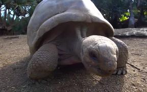 Giant Aldabra Tortoise Walking - Animals - VIDEOTIME.COM