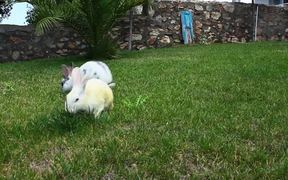 Rabbits Eating - Animals - VIDEOTIME.COM