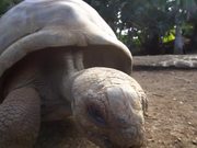 Giant Aldabra Tortoise Walking