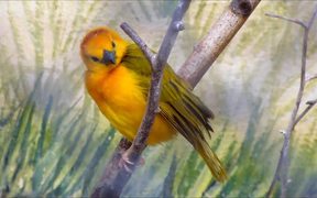 Weaver Bird Sitting on Branch - Animals - VIDEOTIME.COM