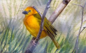 Weaver Bird Sitting on Branch - Animals - VIDEOTIME.COM