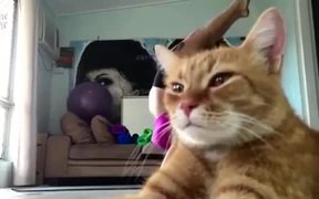 Cat Blocks Perfect Yoga Pose - Animals - VIDEOTIME.COM