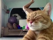 Cat Blocks Perfect Yoga Pose - Animals - Y8.COM