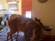 Deer Using The Doggy Door