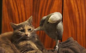 Cat Being Annoyed By A Parrot - Animals - VIDEOTIME.COM