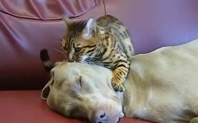 Cat Dog Massage