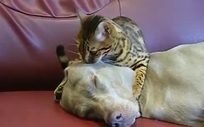 Cat Dog Massage - Animals - Videotime.com